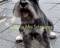schnauzer-breeders-puppy