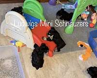 mini-schnauzers-miniature