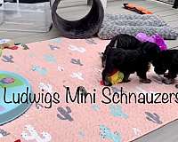 schnauzers-seattle-puppy