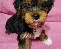 female-yorkshire-terrier-dog