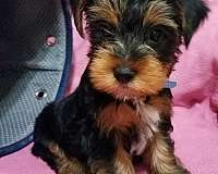 yorkshire-terrier-dog-for-sale