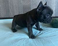 black-frenchies-french-bulldog