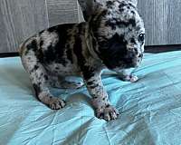mixed-blue-merle-short-haired-french-bulldog