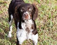 brittany-spaniel-dog-for-sale