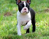 mixed-brindle-smooth-coated-boston-terrier