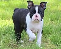 brindle-smooth-coated-boston-terrier