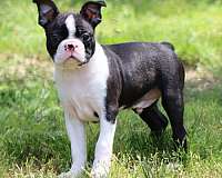 smooth-coated-boston-terrier