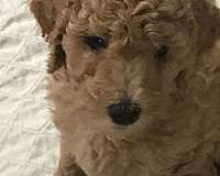 gold-mixed-goldendoodle