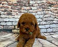 mixed-red-curly-haired-miniature-goldendoodle