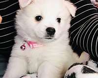 smooth-coated-american-eskimo-puppy