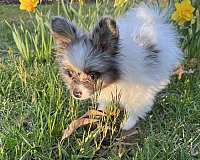 teacup-blue-merle-puppy