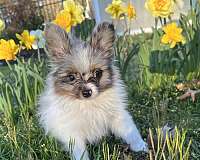 blue-merle-pomeranian