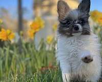 blue-merle-male-pomeranian