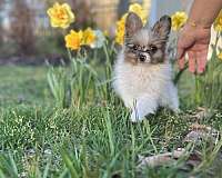 blue-merle-teacup-pomeranian