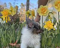 male-pomeranian-puppy