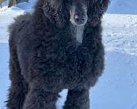 white-hypoallergenic-standard-poodle