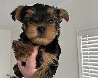 smooth-coated-male-yorkshire-terrier