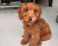 female-miniature-goldendoodle-dog