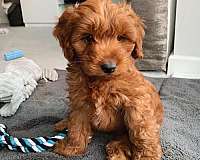 curly-haired-miniature-goldendoodle