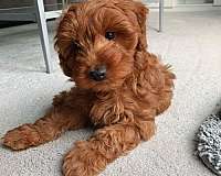 gold-miniature-goldendoodle