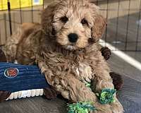 curly-haired-goldendoodle