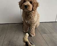 curly-haired-male-dog