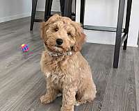 curly-haired-male-goldendoodle