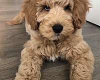 male-goldendoodle-dog