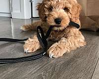 standard-curly-haired-dog