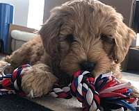 male-goldendoodle