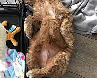curly-haired-goldendoodle-dog