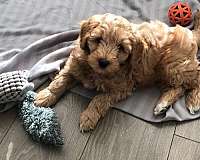 goldendoodle