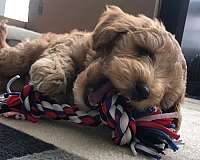standard-goldendoodle