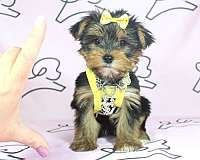 cute-yorkie-puppies-for-sale-in-las-vegas-yorkshire-terrier