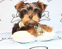 yorkie-puppies-in-henderson-nv-yorkshire-terrier