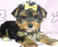yorkie-puppies-for-sale-in-las-vegas-yorkshire-terrier