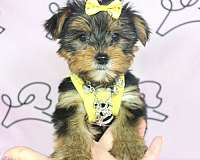 small-teacup-yorkie-puppie-for-sale-in-summerlin-yorkshire-terrier