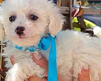 mixed-toy-poodle