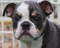 mixed-black-tan-smooth-coated-english-bulldog