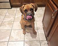 red-short-haired-cane-corso