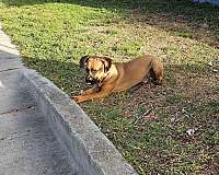 male-red-short-haired-cane-corso