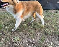 lassie-puppy