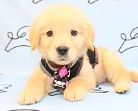 golden-retriever-breeders-in-las-vegas-puppy