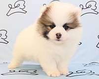 pomeranian-puppies-for-sale-in-reno-nv