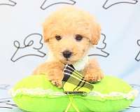 tiny-teacup-toy-maltipoo-puppies-for-sale-in-las-vegas-puppy