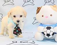 tiny-teacup-toy-maltipoo-puppies-for-sale-in-henderson-nv-puppy