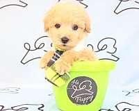 tiny-teacup-maltipoo-puppies-for-sale-in-utah-puppy