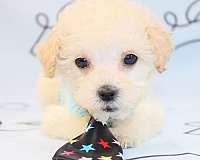 cheap-maltipoo-puppies-for-sale-in-las-vegas-puppy