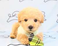 tiny-teacup-toy-maltipoo-puppies-for-sale-in-new-york-puppy