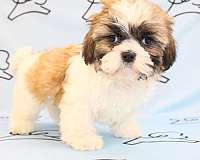 shih-tzu-breeders-puppy